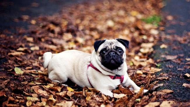 Proper feeding and dysplasia