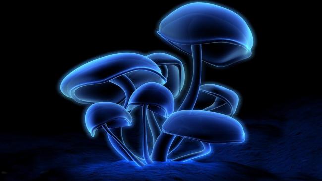 medicinal mushroom