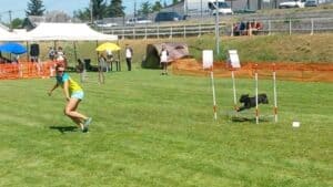 A focused dog jumps over an obstacle on an agility course, demonstrating speed, coordination, and teamwork with its handler.