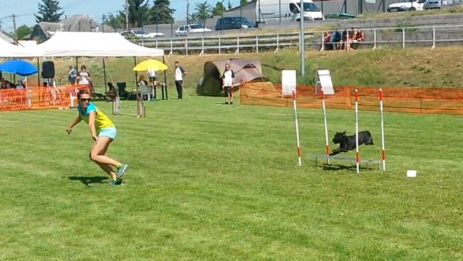 A focused dog jumps over an obstacle on an agility course, demonstrating speed, coordination, and teamwork with its handler.