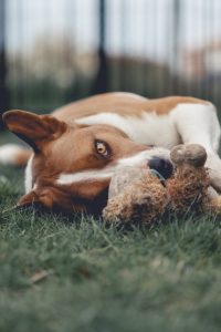 Dog lying on grass with toy – canine hemangiosarcoma illustration