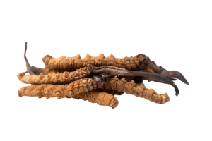 Cordyceps medicinal mushroom used in natural supplements for dogs