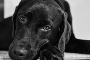 Sad dog lying down, affected by osteosarcoma.