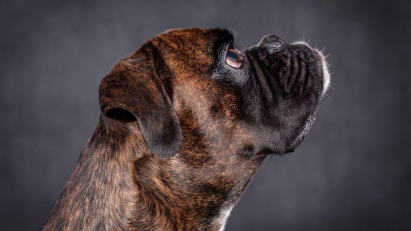 Dog resting after osteosarcoma diagnosis, showing signs of bone cancer in the leg.