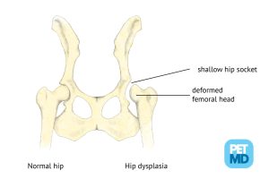 canine hip dysplasia on a picture