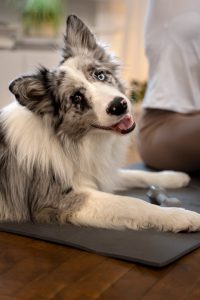 border collie resting after hip dysplasia screening