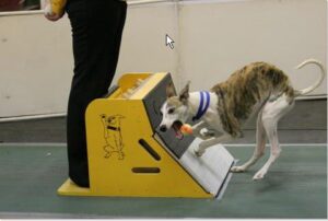 Flyball