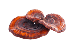Ganoderma medicinal mushroom known for its immune-supporting properties in dogs