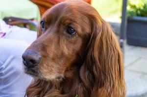 Dog with hemangiosarcoma looking attentively at the camera.