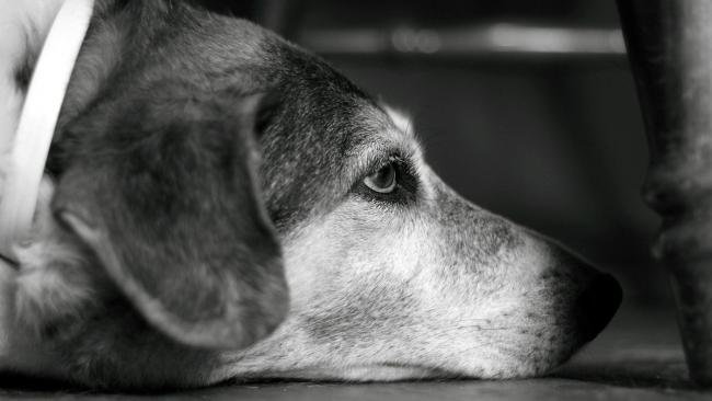 Hemangiosarcoma a kutyáknál