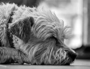 Calmly resting dog diagnosed with hemangiosarcoma.