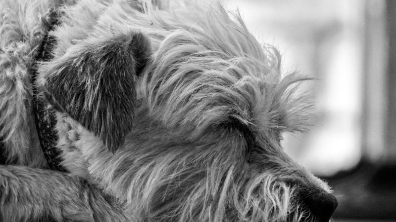 Calmly resting dog diagnosed with hemangiosarcoma.