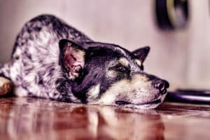 Arthritis in dogs can cause stiffness, pain and reduced mobility, especially in older pets.