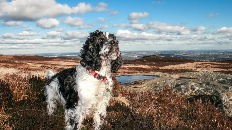 Arthritis in dogs can cause stiffness, pain and reduced mobility, especially in older pets.