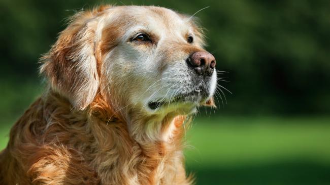 Elbow dysplasia in dogs