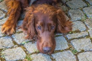 Dog lying down due to elbow dysplasia discomfort.