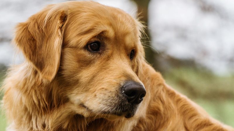 Dog with elbow dysplasia looking up calmly while resting.