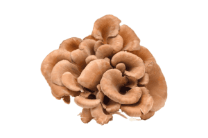 Maitake medicinal mushroom known for its immune-supporting and antioxidant properties in dogs