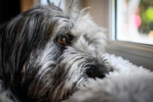 Dog with visible skin tumor suspected to be mastocytoma, awaiting veterinary diagnosis.