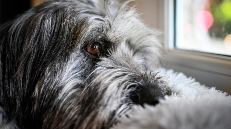 Dog with visible skin tumor suspected to be mastocytoma, awaiting veterinary diagnosis.