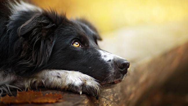 mastocytoma in dogs