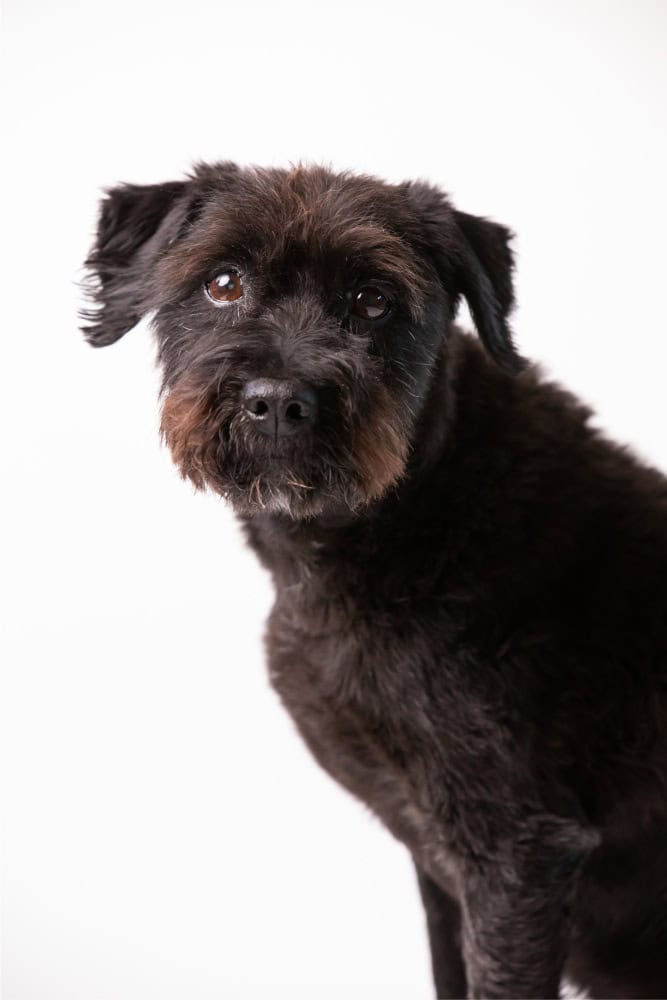 medicinal mushrooms for dogs