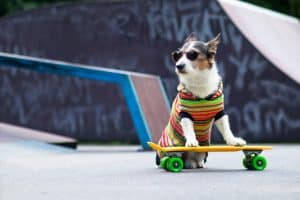 Dog wearing colorful sweater and sunglasses on skateboard – symbol of mobility and recovery in canine osteoarthritis