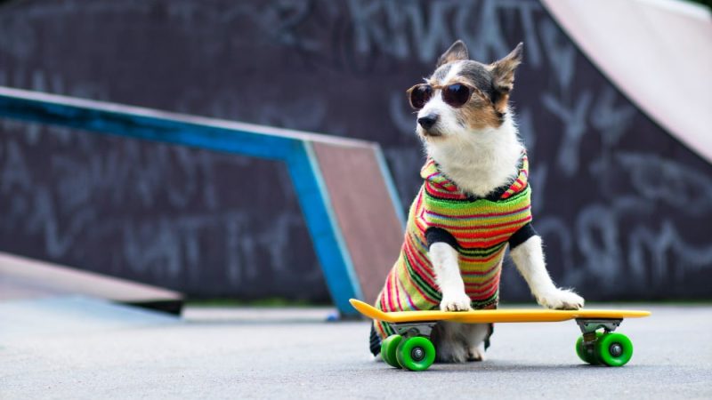 Dog wearing colorful sweater and sunglasses on skateboard – symbol of mobility and recovery in canine osteoarthritis