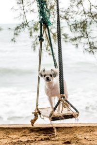 Small dog on swing by the sea – representing joint relief and gentle movement for dogs with canine osteoarthritis