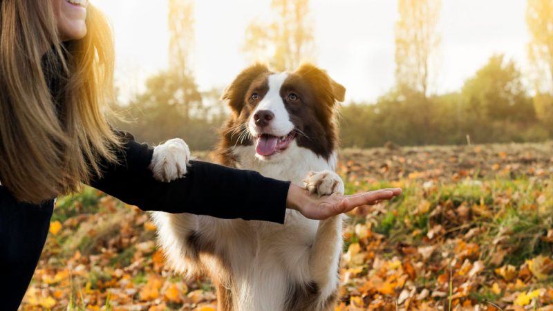 Dog tricks are a fun way to train your dog, improve focus, and strengthen your bond together.