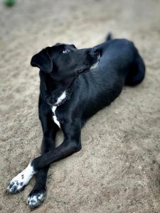 Learning tricks keeps dogs entertained while boosting their confidence and responsiveness to commands.