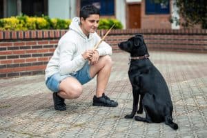 Teaching dog tricks is a great way to keep your dog mentally stimulated and build a stronger connection.