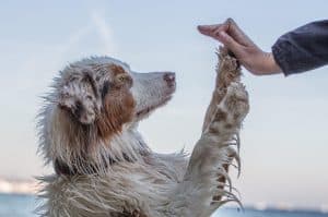Dog tricks add fun to training sessions and help dogs stay active, focused, and engaged.