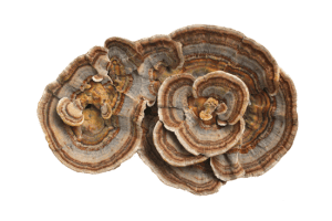 Turkey tail (Trametes versicolor) used for immune support in dogs