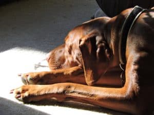 Shoulder dysplasia