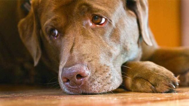 Symptoms of dog cancer