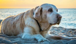 Symptoms of dog cancer