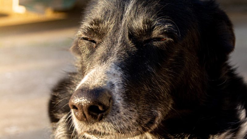 Symptoms of dog cancer