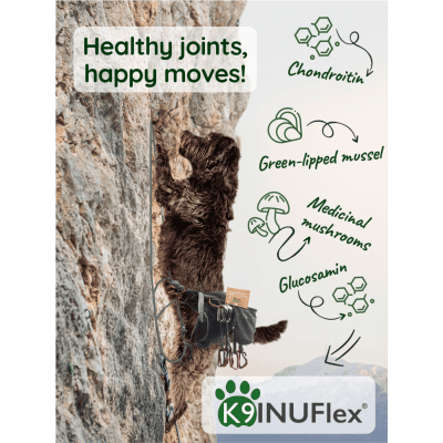 Active, pain-free dog supported by K9 INUFlex® – daily joint care for mobility and comfort