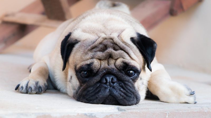Mammary tumors in dogs are common in older females but may be treatable if detected early.