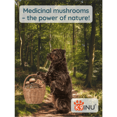 Energetic, healthy dog supported by K9 INU® – daily immune and vitality booster