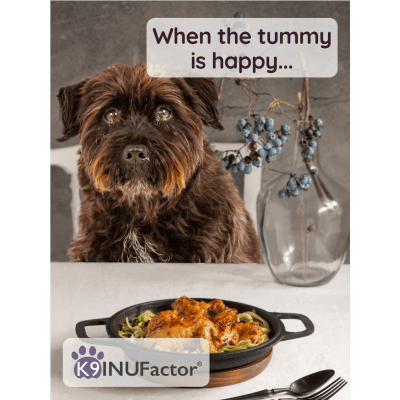 Healthy, active dog supported by K9 INUFactor® – daily immune support from natural ingredients