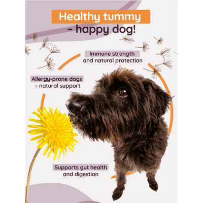 K9 INUFactor® supports immunity, reduces inflammation, and helps relieve allergy symptoms in dogs