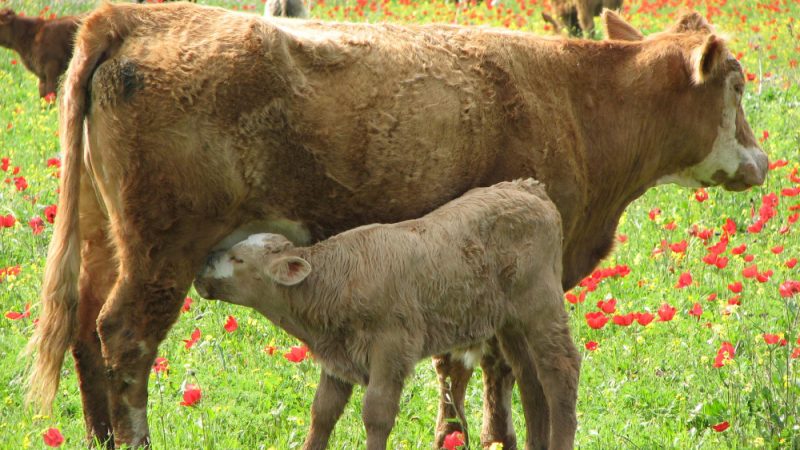 Colostrum provides essential immune support for puppies and adult dogs, boosting their natural defenses.
