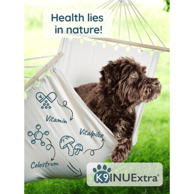 Happy, active dog supported by K9 INUExtra® – natural immune support for everyday vitality