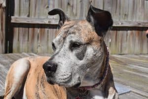 Senior dog lying outside on a wooden deck showing early Symptoms of Dog Cancer