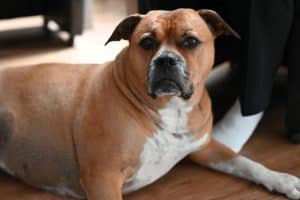 Overweight dog lying on the floor showing sudden weight gain as one of the Symptoms of Dog Cancer