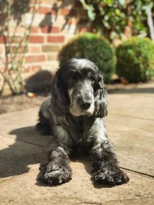 osteosarcoma in dogs