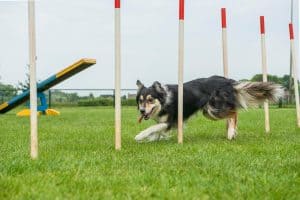 A dog races through an agility course, showing speed, focus, and a strong connection with its handler.