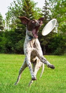Dog frisbee is a fun way to combine play, exercise, and training in one engaging outdoor activity.